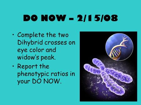 DO NOW – 2/15/08 Complete the two Dihybrid crosses on eye color and widow’s peak. Report the phenotypic ratios in your DO NOW.