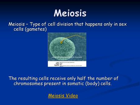 Meiosis Meiosis – Type of cell division that happens only in sex cells (gametes) The resulting cells receive only half the number of chromosomes present.