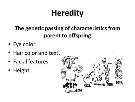 The genetic passing of characteristics from parent to offspring