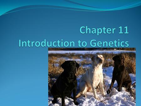 The Experiments of Gregor Mendel Genetics – the study of heredity Mendel – studied ordinary pea plants The Role of Fertilization Pea plants – self-pollinating.