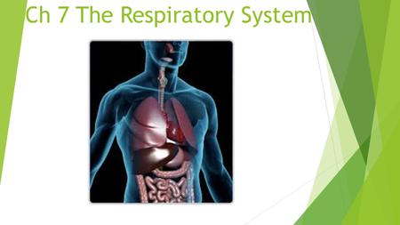 Ch 7 The Respiratory System. Overview  Nose- nas/o- Exchanges air during inhaling and exhaling; warms, moisturizes, and filters inhaled air.  Sinuses-