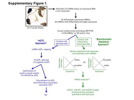 Affymetrix 2.0 miRNA arrays on lung tissue RNA n=3-4 mice/strain 92 differentially expressed miRNAs 38 miRNAs both differentially and highly expressed.