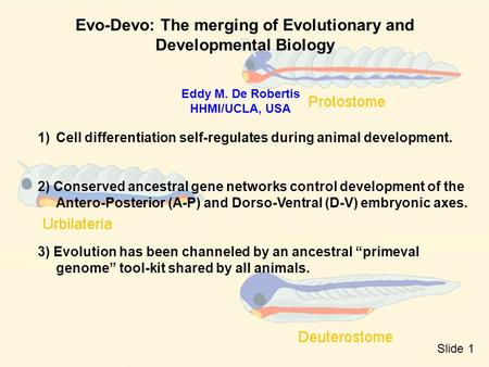 Evo-Devo: The merging of Evolutionary and Developmental Biology Eddy M. De Robertis HHMI/UCLA, USA 1)Cell differentiation self-regulates during animal.