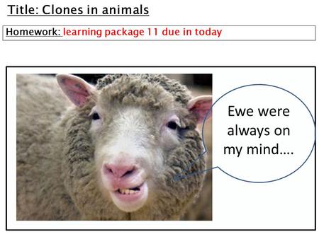 Ewe were always on my mind….