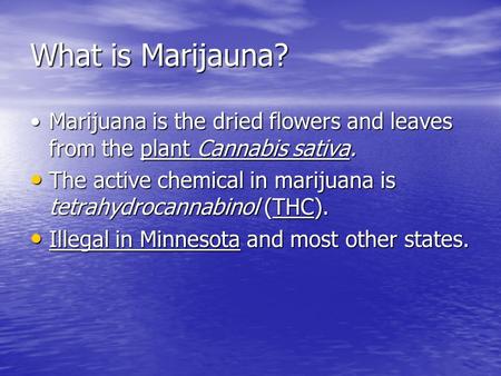 What is Marijauna? Marijuana is the dried flowers and leaves from the plant Cannabis sativa.Marijuana is the dried flowers and leaves from the plant Cannabis.