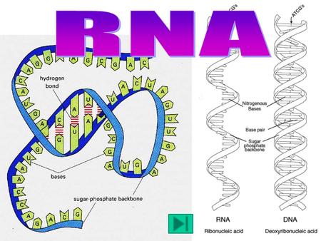 Single nucleotide strand Sugar: Ribose 4 Bases: –A: Adenine –G: Guanine –C: Cytosine –U: Uracil U replaces T Three Types of RNA.