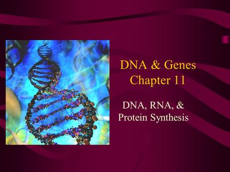 DNA, RNA, & Protein Synthesis