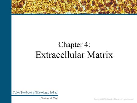 Copyright 2007 by Saunders/Elsevier. All rights reserved. Chapter 4: Extracellular Matrix Color Textbook of Histology, 3rd ed. Gartner & Hiatt Copyright.