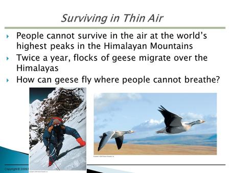 Copyright © 2009 Pearson Education, Inc.  People cannot survive in the air at the world’s highest peaks in the Himalayan Mountains  Twice a year, flocks.