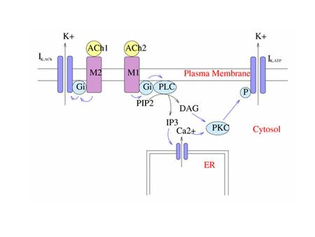 Fluorescenza Fluorescenza dinamica EPR NMR Langmuir monolayer AFM.