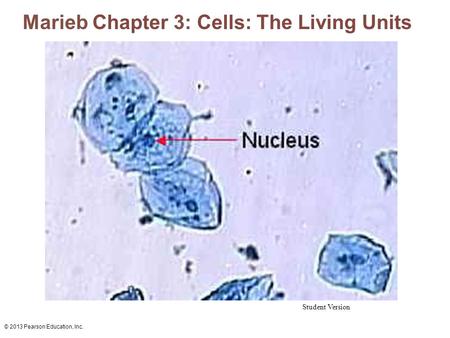 © 2013 Pearson Education, Inc. Marieb Chapter 3: Cells: The Living Units Student Version.