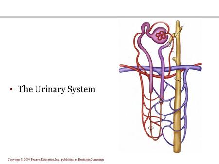 The Urinary System.