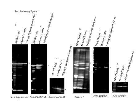 Anti-Importin  3 NIH3T3 cells Primary hippocampal neurons Mouse ES cells Anti-Importin  1 Anti-Importin  1 NIH3T3 cells Primary hippocampal neurons.