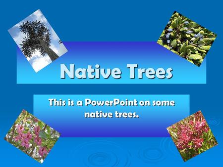 Native Trees Native Trees This is a PowerPoint on some native trees.