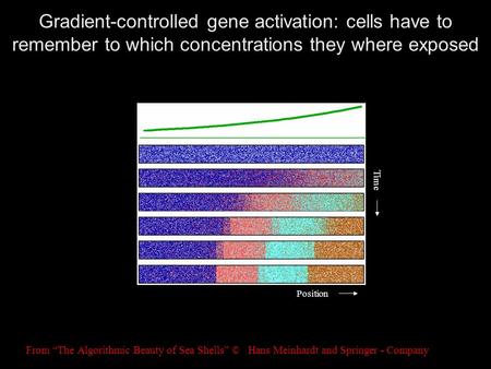 Gradient-controlled gene activation: cells have to remember to which concentrations they where exposed From “The Algorithmic Beauty of Sea Shells” © Hans.