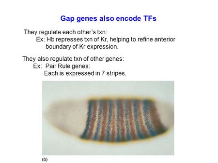 Gap genes also encode TFs They regulate each other’s txn: Ex: Hb represses txn of Kr, helping to refine anterior boundary of Kr expression. They also regulate.