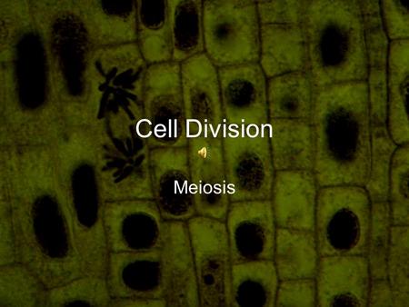 Cell Division Meiosis Definition Cell division by which eggs and sperm are produced. The production of sex cells, which are not genetically identical,