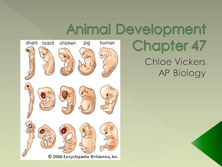  An organism’s development is planned by a genetic program involving the genome of the zygote and the molecules placed in the egg by the mother › These.