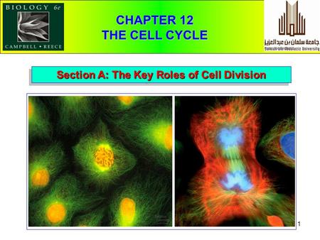 1 Section A: The Key Roles of Cell Division CHAPTER 12 THE CELL CYCLE.