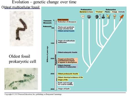 Copyright © 2005 Pearson Education, Inc. publishing as Benjamin Cummings Oldest multicellular fossil Oldest fossil prokaryotic cell Evolution – genetic.