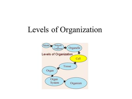 Levels of Organization