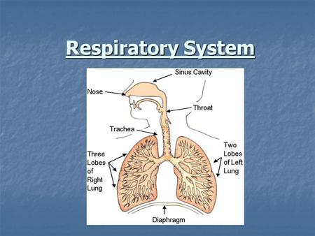 Respiratory System.