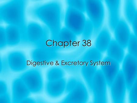 Chapter 38 Digestive & Excretory System. Question of the day  What is the first part of food digestion?  Makes contact with your mouth - chewing! 