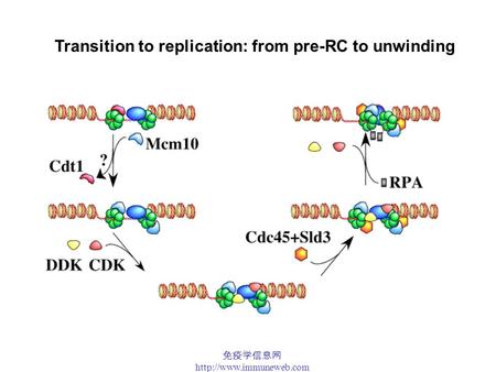 免疫学信息网  Transition to replication: from pre-RC to unwinding.