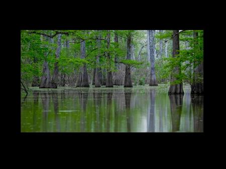 Large scale restoration to bring back the land building functions of the river and rebuild natural defenses Strategic use of levees where appropriate.