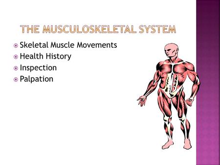 The Musculoskeletal System