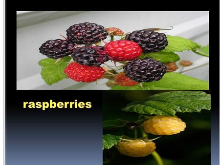 Raspberries are grown on canes and are either handpicked or commercially grown.