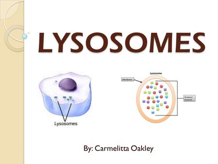 LYSOSOMES By: Carmelitta Oakley.