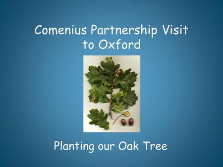 Comenius Partnership Visit to Oxford Planting our Oak Tree.