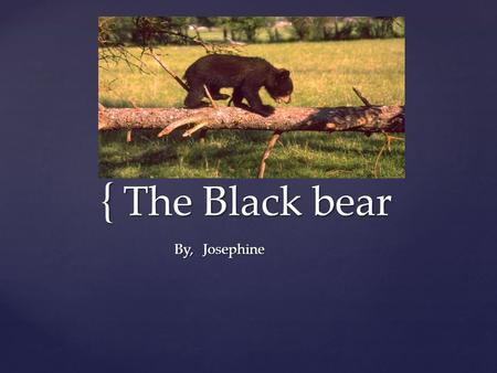 { The Black bear JosephineBy,.  The black bear is a mammal.  Some characteristics of the black bear is that they are black, and they come in all sizes.