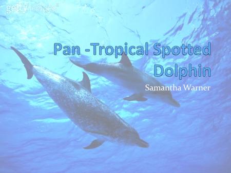 Samantha Warner. Summary The Pan tropical Spotted Dolphins are located around tropical and warm-temperature waters all over the world. This is one of.