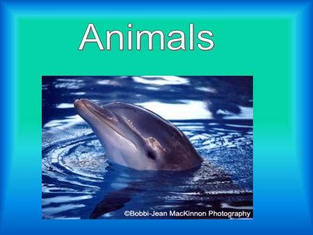 Baby animals are an important role in the life cycle of it’s kind. We need baby animals so the pack or pride can have new leaders or members.