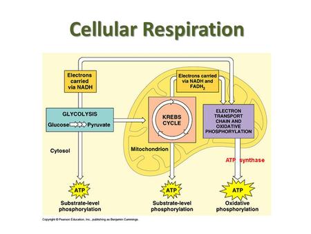 Cellular Respiration.