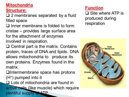 Mitochondria Structure:  2 membranes separated by a fluid filled space  Inner membrane is folded to form cristae – provides large surface area for the.