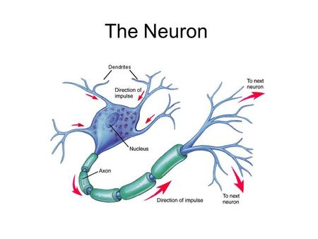 The Neuron. Some neurons contain the following additional parts: Schwann cells- a special kind of glial cell that produces a myelin sheath myelin sheath-white.