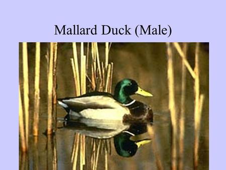 Mallard Duck (Male). Canada Goose American Wigeon (male)