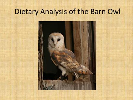 Dietary Analysis of the Barn Owl