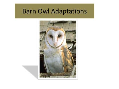 Barn Owl Adaptations. Eyesight  Large Eyes  Eyes do not move so heads must move to see.  Heads can turn 270 degrees  Very little light is needed for.