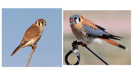 American Kestrel American Robin Bald Eagle.