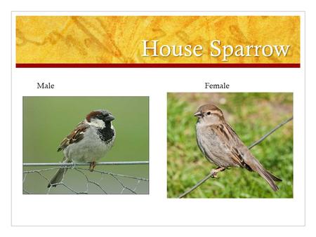 House Sparrow MaleFemale. Northern Cardinal Female.