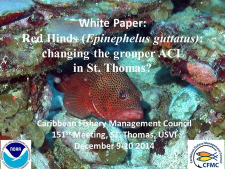 White Paper: Red Hinds (Epinephelus guttatus): changing the grouper ACL in St. Thomas? Caribbean Fishery Management Council 151 st Meeting, ST. Thomas,