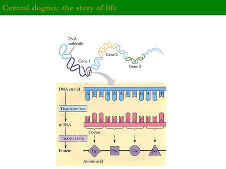 Central dogma: the story of life RNA DNA Protein.