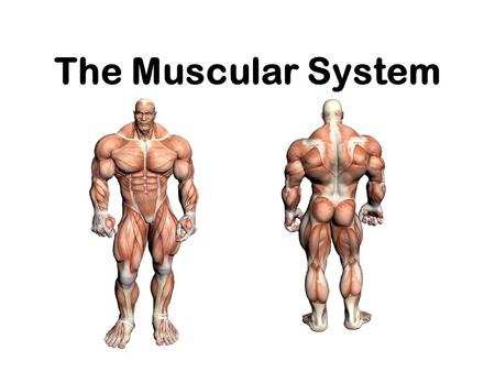 The Muscular System. Muscle Control Type of muscle Nervous control Type of control Example Skeletal Controlled by CNS Voluntary Lifting a glass Cardiac.