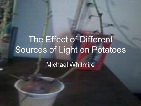 The Effect of Different Sources of Light on Potatoes Michael Whitmire.