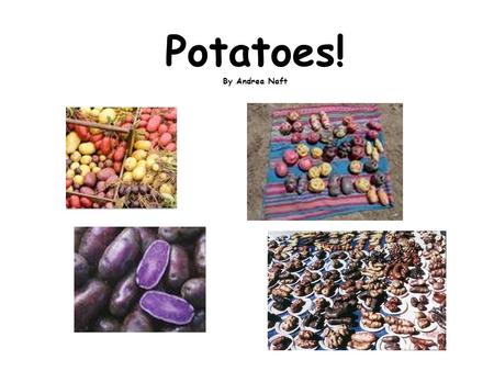 Potatoes! By Andrea Naft. Eating would be boring if we didn’t have the wonderful foods introduced to the world by the Natives of North and South America.