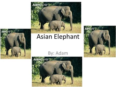 Asian Elephant By: Adam. Habitat Tropical Forest Evergreen Lowland.